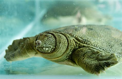 水魚 龜|鱉(龜鱉目鱉科動物):介紹,形態特徵,生活習性,食物,生長。